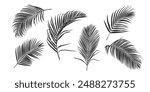 Palm leaf silhouette, outline or shadow isolated on white background. Grey palm leaves.