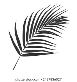 Palm leaf silhouette, outline or shadow isolated on white background. Grey palm leaves.