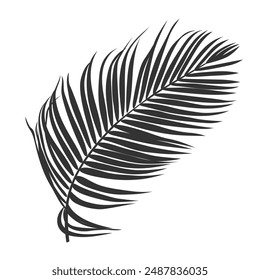 Palm leaf silhouette, outline or shadow isolated on white background. Grey palm leaves.