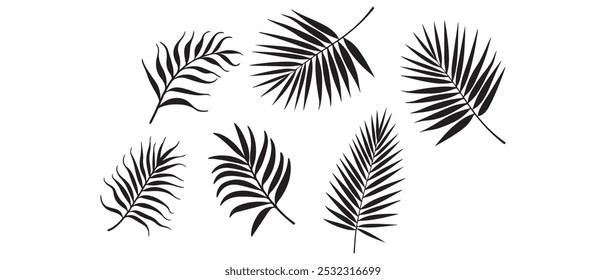 Silueta de hoja de palma, contorno o sombra aislado sobre fondo blanco. Hojas de palma gris.