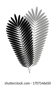 Palm leaf silhouette with shadow Isolated on white background. Element for design.