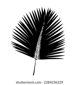 Silhouette de hojas de palma. EPS10 de ilustración vectorial
