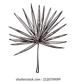 Palm leaf sketch isolated. Retro element tropical plants in hand drawn style. Engraved design for poster, print, book illustration, logo, icon, tattoo. Vintage vector illustration.