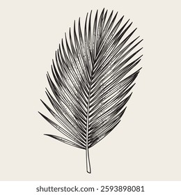 Palm leaf sketch style hand drawn. Isolated on white background. Vector illustration. Vintage style. Perfect for summer designs and holidays.