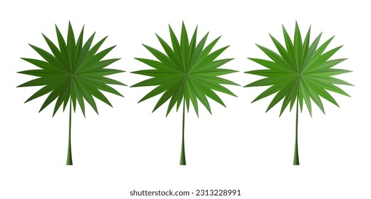 Palm leaf summer green plant set. Vector tropic tree leaves, exotic foliage. 3d coconut branch for party banner fern template.