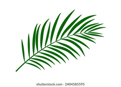Palm leaf for summer illustration design