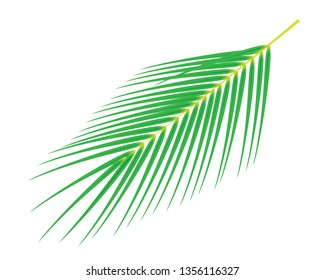 Palm leaf tree isolated on a white background