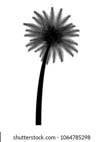 palm leaf tree nature tropical