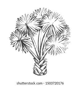 Palm Leaf Tree Texas Palmetto Monochrome Vector. Hot Temperature Climate Little Species Of Palm. Wild Nature Botanical Plant Concept Template Designed In Vintage Style Black And White Illustration