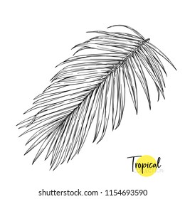 Palm leaf. Tropical plant. Vector illustration in botanical style. Outline, graphic drawing.  Isolated on white background.