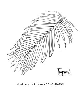 Palm leaf.  Tropical plant. Vector illustration in botanical style. Outline drawing.  Isolated on white background.