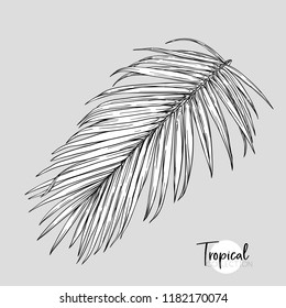 Palm leaf. Tropical plant. Vector illustration in botanical style. Outline, graphic drawing. 