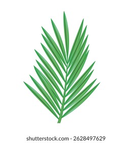 Palm leaf. Vector 3d illustration isolated on white background.