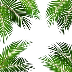 Palmblättrige Vektorhintergrund-Illustration EPS10