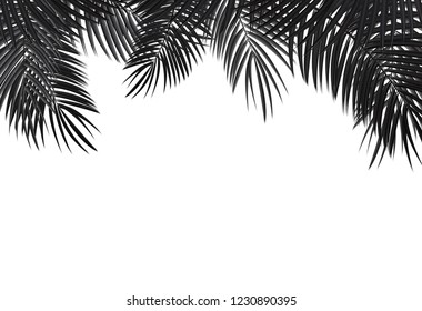 Palm Leaf Vector Background Illustration EPS10
