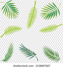 Palm Leaf Vector Background Illustration EPS10 | Palm or Coconut Leaf Vector Illustration on Transparent Background EPS10


