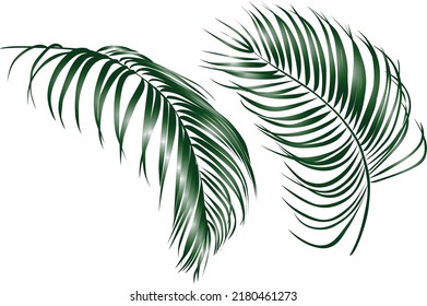 Palm Leaf Vector Background Illustration Stock Vector (Royalty Free ...