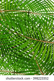 Palm Leaf Vector Background Illustration EPS10