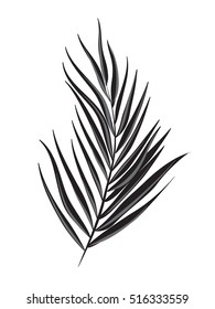 Palm Leaf Vector Background Illustration on white background. Minimalism art. Modern decor.