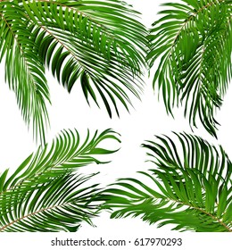 Palm Leaf Vector Background Illustration EPS10