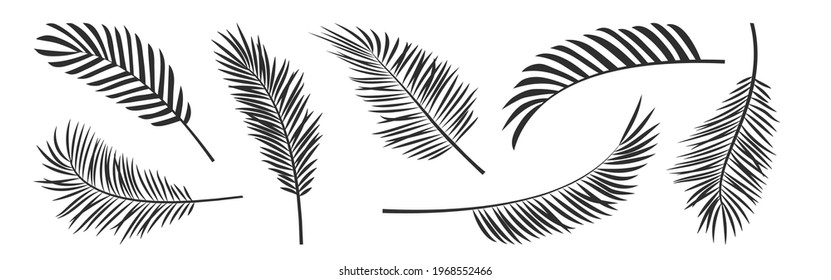 Palm leaf vector black silhouettes, summer branch plant jungle, nature set icon isolated on white background. Tropic illustration