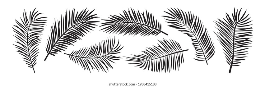 Palm leaf vector, black summer branch plant jungle, nature set icon isolated on white background. Tropic illustration