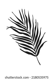 Palm leaf vector drawing. Сoconut palm leaves icon. Black silhouette on a white background. Vector design botanical icon for summer design, decoration, pattern making, boho style design