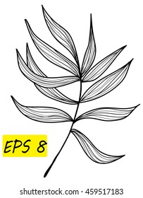 Palm leaf. Vector freehand drawing in vintage style .