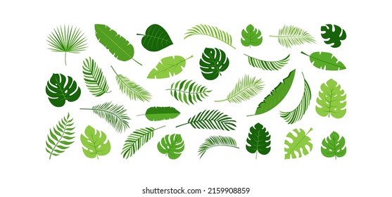 Palm leaf vector icon, green plant tree, exotic foliage set, tropical  jungle isolated on white background. Nature summer illustration