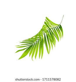 palm leaf vector illustration background