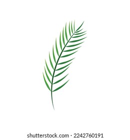 Palm leaf vector illustration. Drawing of palm leaf. Summer holiday, decoration, nature, paradise, food concept for greeting card