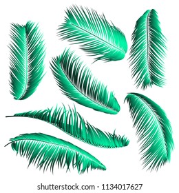 Palm Leaf Vector Illustration EPS10. Tropical Leaves. Realistic Coconut Foliage Set. Floral Elements. Collection of Jungle Plants. Summer Palm Leaf for Pattern, Print, Fabric or Your Trendy Design.