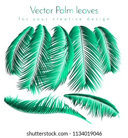 Palm Leaf Vector Illustration EPS10. Tropical Leaves. Realistic Coconut Foliage Set. Floral Elements. Collection of Jungle Plants. Summer Palm Leaf for Pattern, Print, Fabric or Your Trendy Design.