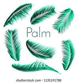 Palm Leaf Vector Illustration EPS10. Tropical Leaves. Realistic Coconut Foliage Set. Floral Elements. Collection of Jungle Plants. Summer Palm Leaf for Pattern, Print, Fabric or Your Trendy Design.