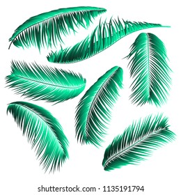 Palm Leaf Vector Illustration EPS10. Tropical Leaves. Realistic Coconut Foliage Set. Floral Elements. Collection of Jungle Plants. Summer Palm Leaf for Pattern, Print, Fabric or Your Trendy Design.