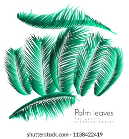 Palm Leaf Vector Illustration EPS10. Tropical Leaves. Realistic Coconut Foliage Set. Floral Elements. Collection of Jungle Plants. Summer Palm Leaf for Pattern, Print, Fabric or Your Trendy Design.