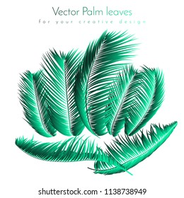 Palm Leaf Vector Illustration EPS10. Tropical Leaves. Realistic Coconut Foliage Set. Floral Elements. Collection of Jungle Plants. Summer Palm Leaf for Pattern, Print, Fabric or Your Trendy Design.
