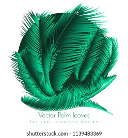 Palm Leaf Vector Illustration EPS10. Tropical Leaves. Realistic Coconut Foliage Set. Floral Elements. Collection of Jungle Plants. Summer Palm Leaf for Pattern, Print, Fabric or Your Trendy Design.