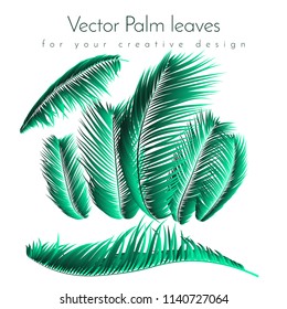 Palm Leaf Vector Illustration EPS10. Tropical Leaves. Realistic Coconut Foliage Set. Floral Elements. Collection of Jungle Plants. Summer Palm Leaf for Pattern, Print, Fabric or Your Trendy Design.