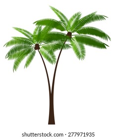 Palm Leaf Vector Illustration EPS10.