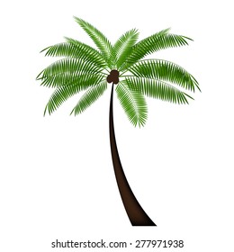Palm Leaf Vector Illustration EPS10.