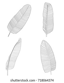 Palm Leaf. Vector Illustration. EPS10