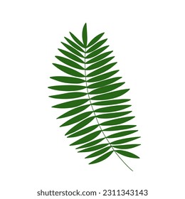 Palm leaf vector illustration. Flat palm tree leaf isolated