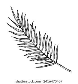 Palm Leaf vector illustration. Hand drawn branch of jungle tropical tree in linear style on isolated background. Engraved sketch of rainforest foliage for icon or logo. Botanical painting of plant.