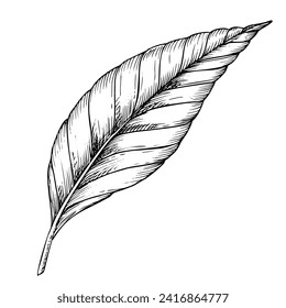 Palm Leaf vector illustration. Hand drawn branch of jungle tropical tree in linear style on isolated background. Engraved sketch of rainforest foliage for icon or logo. Botanical painting of plant.