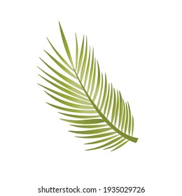 palm leaf vector illustration. Isolated on a white background. Summer icon, banner design, postcards