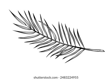 Palm leaf vector illustration in linear style. Outline Drawing of coconut tree branch painted by black inks on isolated background. Etching of exotic tropical plant for greeting cards or invitations.