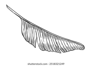 Ilustração do vetor de folha de palma em estilo linear. Desenho de contorno de ramificação de árvore de banana pintado por tintas pretas em plano de fundo isolado. Gravação de planta tropical exótica para cartões ou convites.