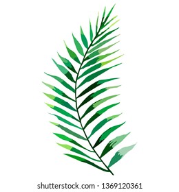 Palm leaf. Vector illustration on white.