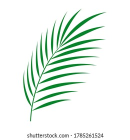 Palm leaf vector illustration. Single element for design, editorial, stencil. Minimalist simple leaf of tropical palm. Isolated on white background